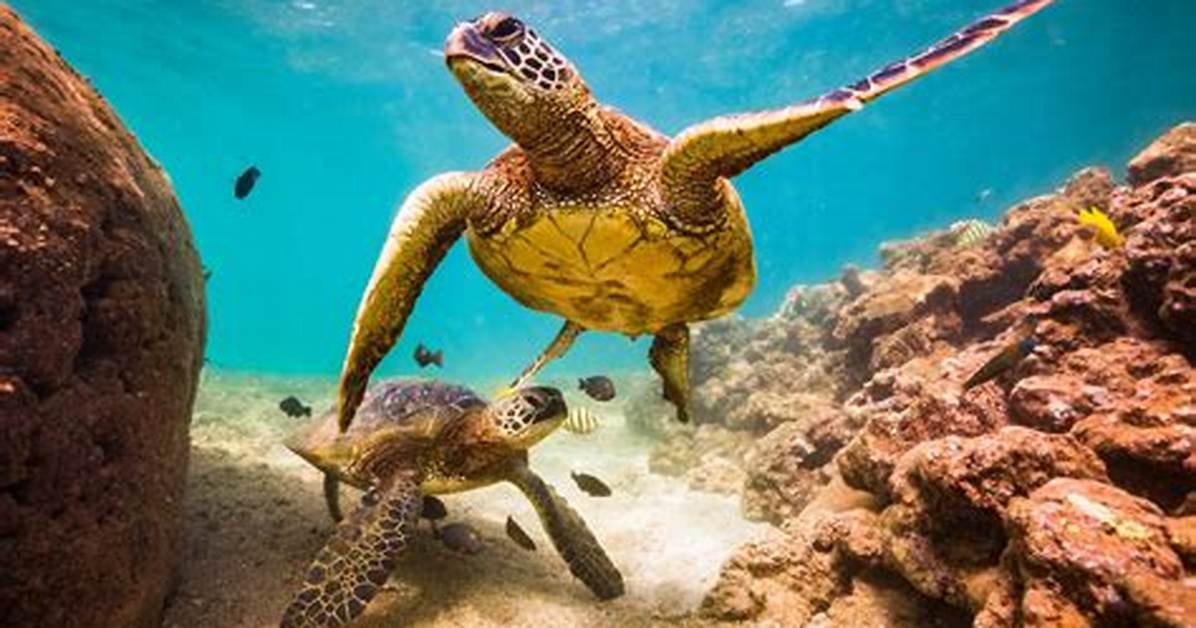 Where Do Turtles Live?