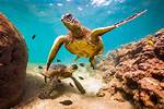 Where Do Turtles Live?