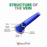 Where Do Veins End?