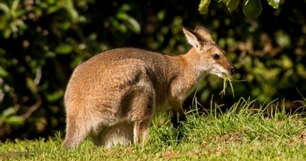 Where Do Wallaroos Live?