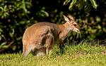 Where Do Wallaroos Live?