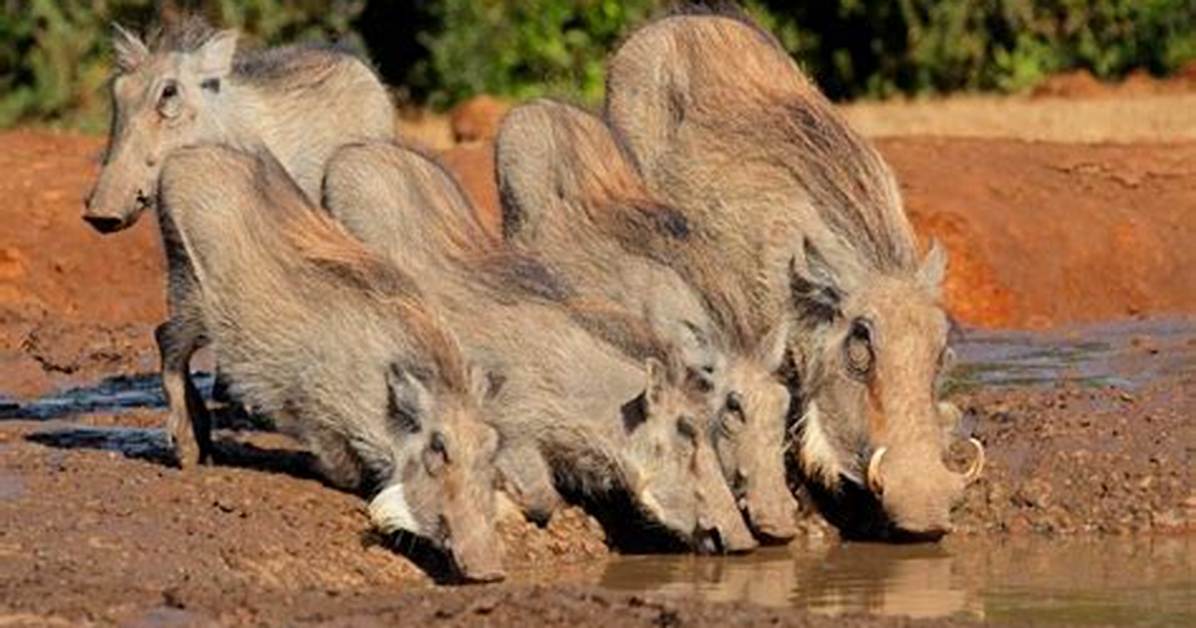 Where Do Warthogs Live?