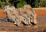 Where Do Warthogs Live?