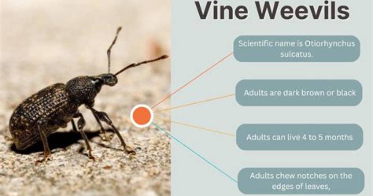 Where Do Weevils Live?