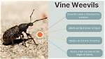 Where Do Weevils Live?
