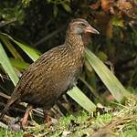 Where Do Weka Live?
