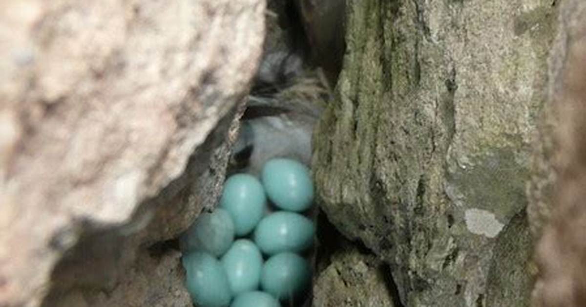 Where Do Wheatears Nest?