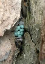 Where Do Wheatears Nest?
