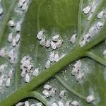 Where Do Whiteflies Live?