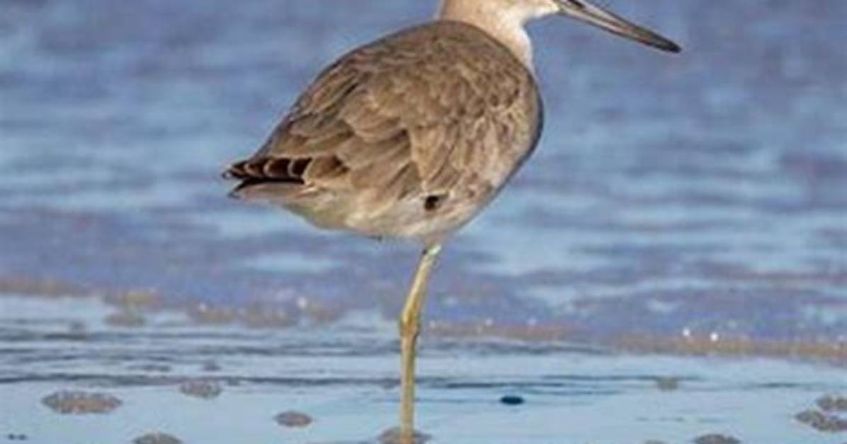 Where Do Willets Live?