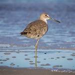 Where Do Willets Live?