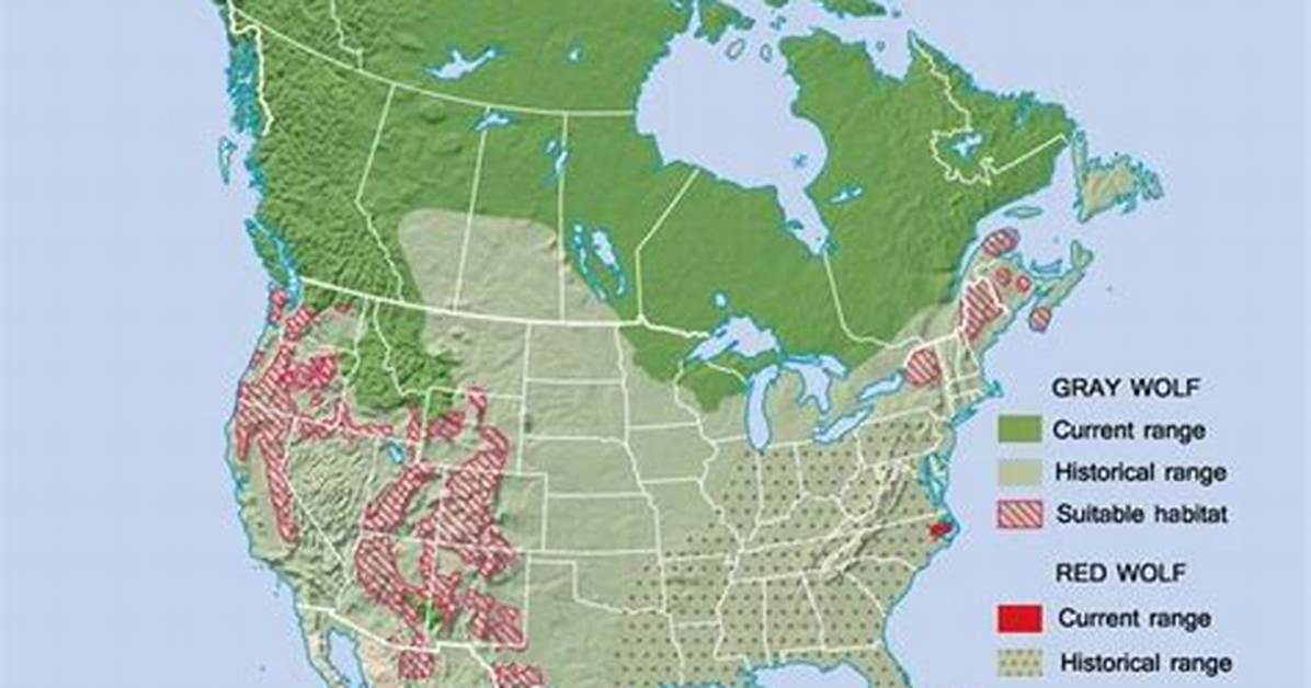 Where Do Wolves Live?