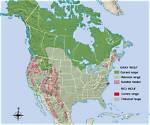 Where Do Wolves Live?