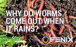 Where Do Worms Come from?