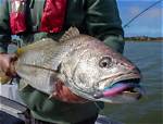 Where Do You Catch Mulloway?
