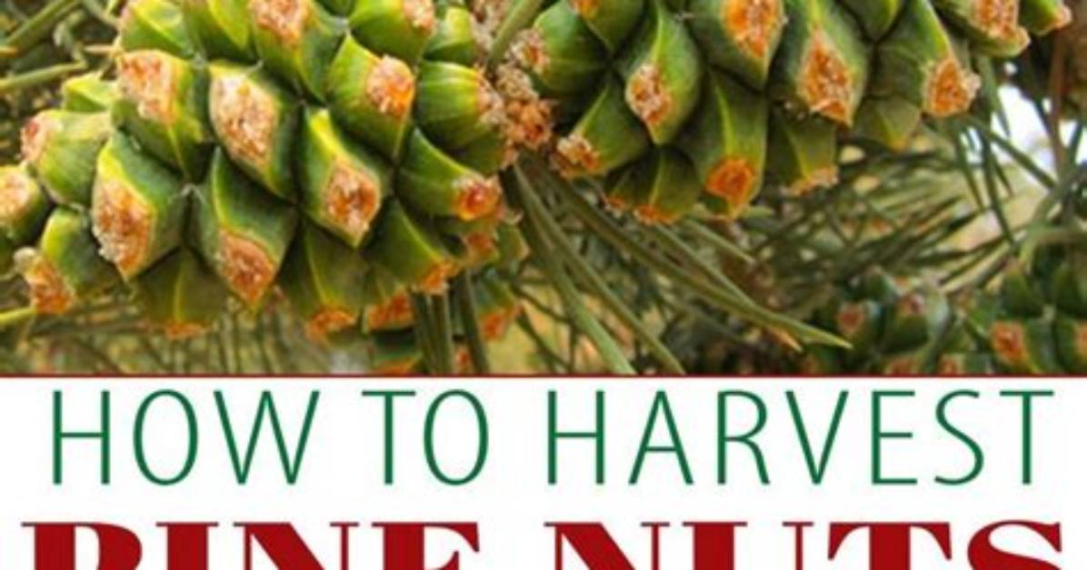Where Do You Get Pine Nuts?