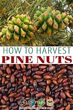 Where Do You Get Pine Nuts?