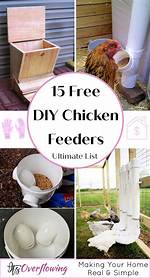 Where Do You Put a Chicken Feeder?