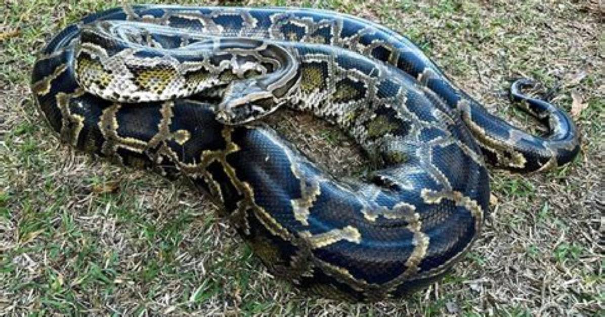 Where Does a Burmese Python Live?