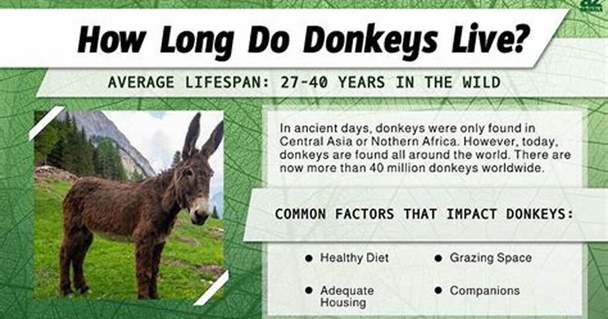 Where Does a Donkey Live?