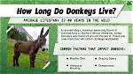 Where Does a Donkey Live?
