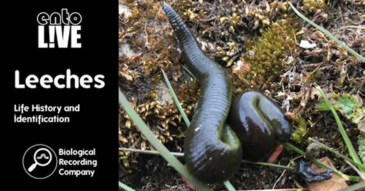 Where Does a Leech Live?