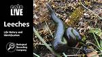 Where Does a Leech Live?