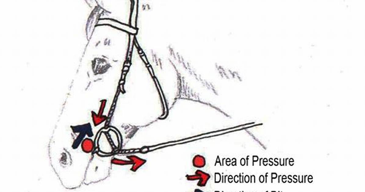 Where Does a Snaffle Bit Apply Pressure?