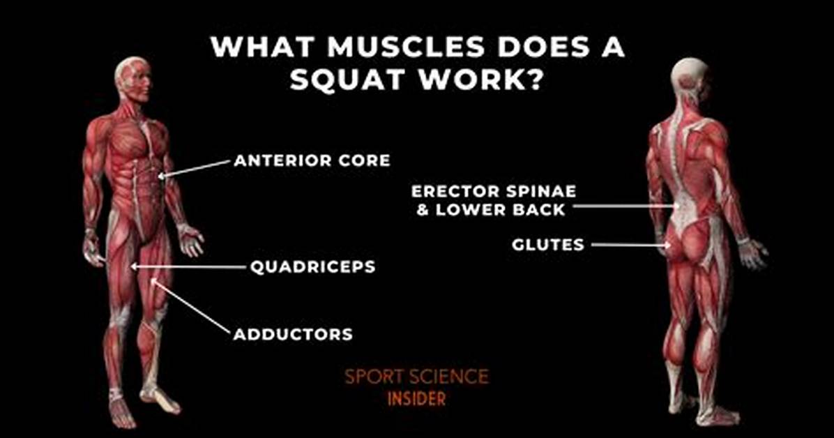 Where Does a Squat Work?