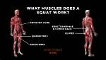Where Does a Squat Work?