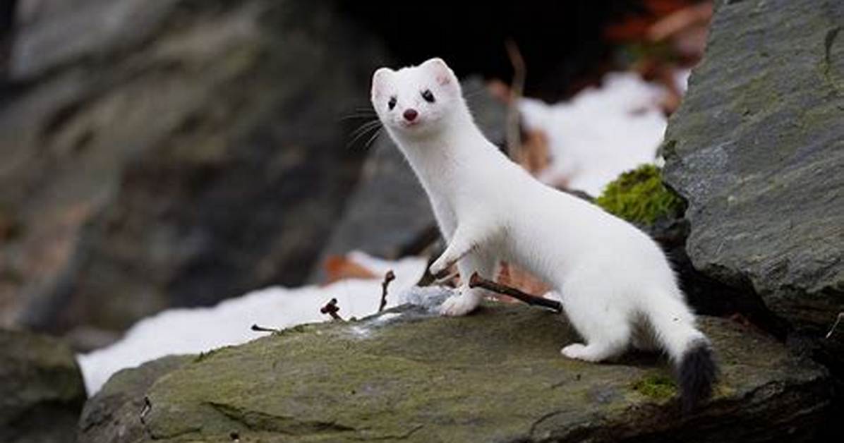 Where Does a Stoat Live?