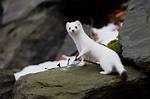 Where Does a Stoat Live?