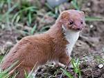 Where Does a Weasel Live?
