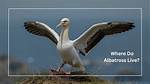Where Does Albatross Live?
