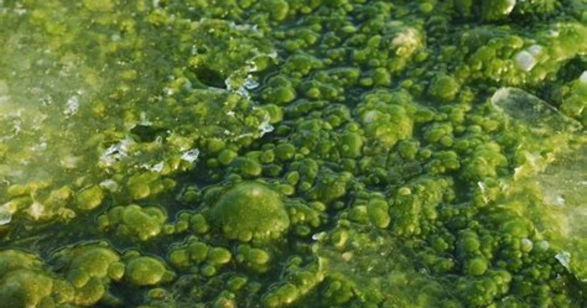 Where Does Algae Live?