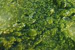 Where Does Algae Live?