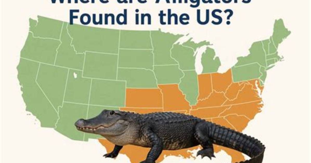 Where Does Alligators Live?