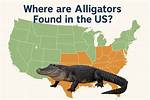 Where Does Alligators Live?