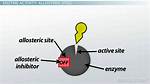 Where Does Allosteric Come from?
