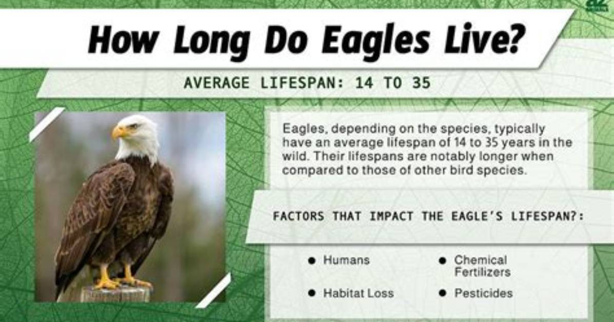 Where Does an Eagle Live?