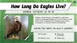 Where Does an Eagle Live?