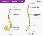 Where Does Ascaris Live