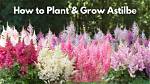 Where Does Astilbe Grow