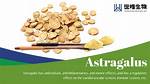 Where Does Astragalus Root Grow?