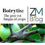 Where Does Botrytis Come from?