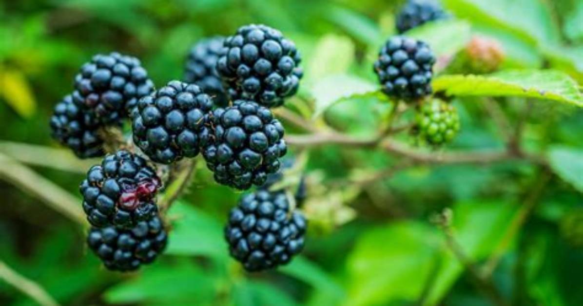 Where Does Bramble Grow