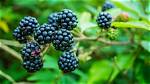 Where Does Bramble Grow