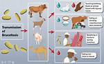 Where Does Brucellosis Start?