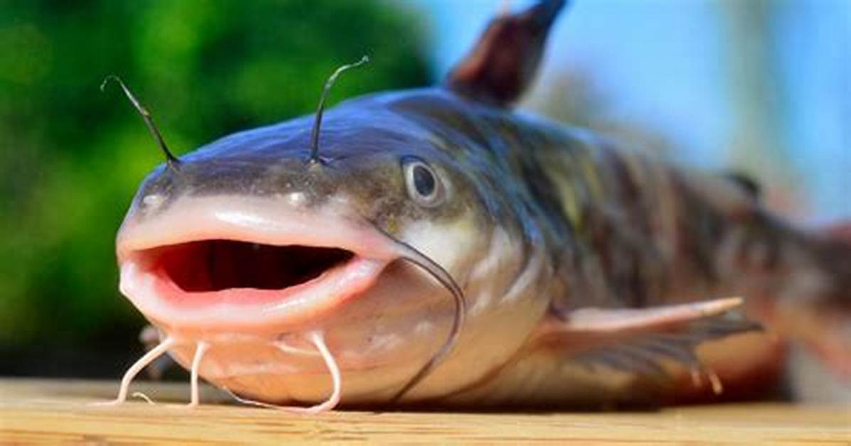 Where Does Catfish Live?