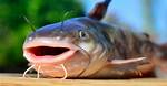 Where Does Catfish Live?